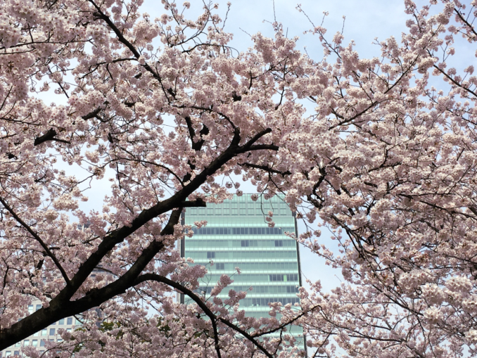 sakura shiba rikyu