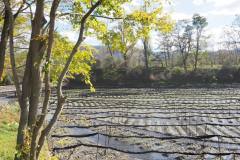 Azumino - Ferme à Wasabi Daioh