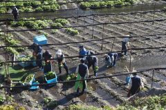 Azumino - Ferme à Wasabi Daioh