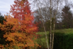 001-Jardin de mes parents en automne