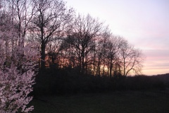 002-Jardin de mes parents, prunus