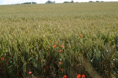 007-Normandie, coquelicots
