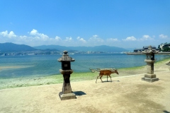 017-Shika de Miyajima