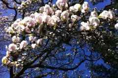 022-Magnolia, jardin des plantes de Rouen