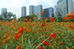 023-Cosmos, jardins Hama Rikyû, Tokyo