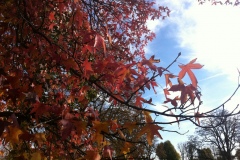 025-Feuillages d'automne