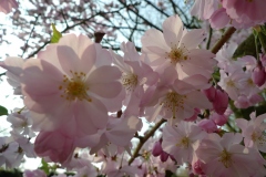 030-Cerisiers, jardin des plantes de Rouen