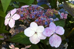 032-Hydrangea