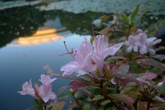 037-Reflet du Tokyo Dome, jardins Koishikawa Korakuen
