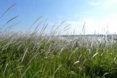 040-Herbes d'été, Kasai Rinkai