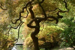 041-Arbre, Shinjuku Gyôen