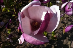044-Magnolia, jardin des plantes de Rouen