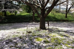 045-La fin des sakura, jardins Shiba Rikyû, Tokyo