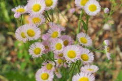 046-Fleurs sauvages, Showa Kinen Koen, Tachikawa