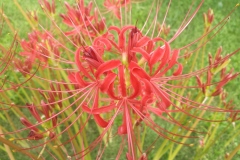 050-Lycoris rouge