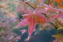 051-Feuillage d'automne, Kamakura
