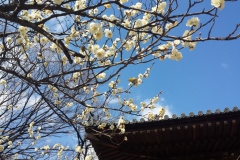 054-Pruniers en fleurs et mejiro