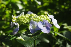 057-Hydrangea, jardin botannique Jindai