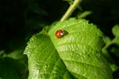 064-Coccinelle, Amsterdam
