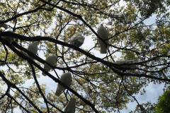 065-Pigeons du Tsurugaoka Hachimangu, Kamakura