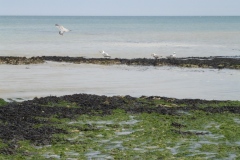 066-Plage normande, Saint-Valéry en Caux