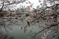 071-Sakura, parc d'Ueno