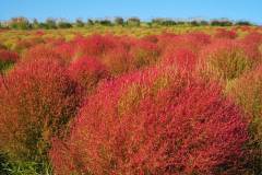 074-Kochia, Hitachi Kaihin Koen