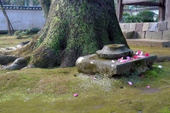 077-Sol de mousse et camélia, temple à Hakone