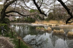 079-Sakura, Suginami