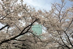 085-Sakura, jardins Shiba Rikyû, Tokyo
