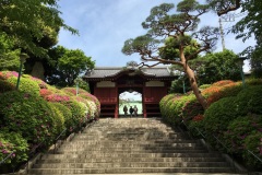 086-Azalées au Hokokuji, Tokyo
