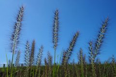 089-Verdure au bord du lac Sayama
