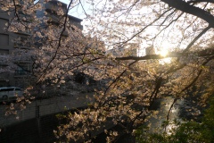 094-Sakura au bord de la rivière Kanda, Tokyo