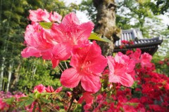 095-Azalée, temple à Suginami
