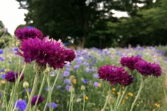 096-Centaurées, Showa Kinen Koen, Tachikawa