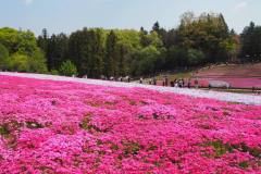 Chichibu Hitsujiyama Shibazakura