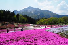 Chichibu Hitsujiyama Shibazakura