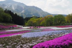 Chichibu Hitsujiyama Shibazakura