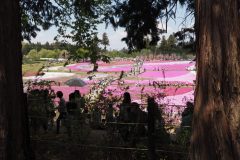 Chichibu Hitsujiyama Shibazakura