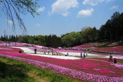 Chichibu Hitsujiyama Shibazakura