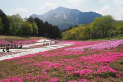 Chichibu Hitsujiyama Shibazakura