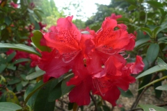 Jardin botannique Jindai - Rhododendron