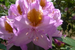 Jardin botannique Jindai - Rhododendron