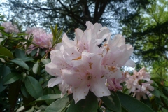 Jardin botannique Jindai - Rhododendron