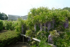 Jardin botannique Jindai - Glycine