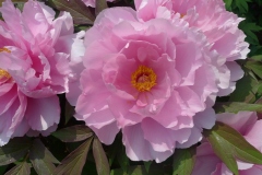 Jardin botannique Jindai - Pivoines