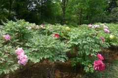 Jardin botannique Jindai - Pivoines