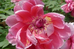 Jardin botannique Jindai - Pivoines