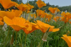 Jardin botannique Jindai