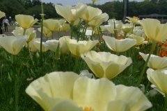 Jardin botannique Jindai